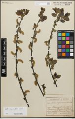 Foto von Salix myrsinifolia Salisb.